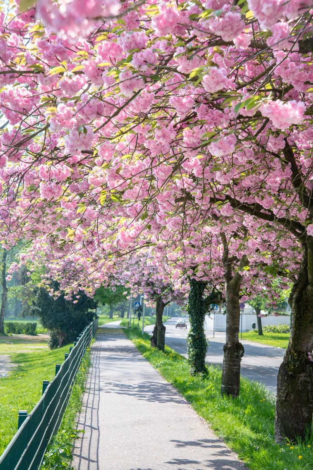 kirschbaumblüte im bundesland hessen